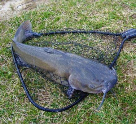 鯰竿適合什麼地方釣魚：除了考慮水域環境外，還有哪些因素需要考量？